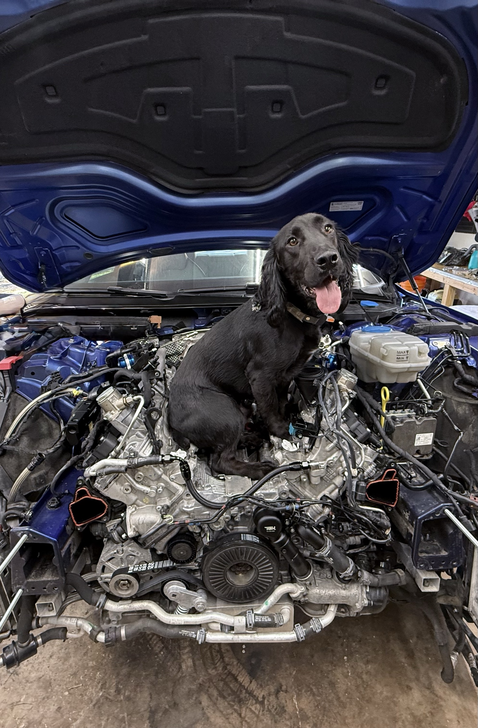 Shop dog, supervising